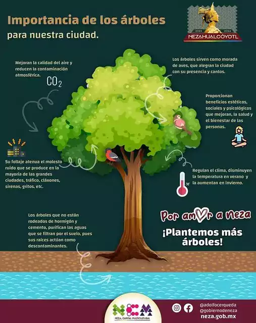 Árboles | ¿Por qué es importante plantar árboles? Plantar un árbol es  cultiva - Estado de México
