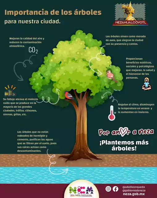 Árboles | ¿Por qué es importante plantar árboles? - Estado de México