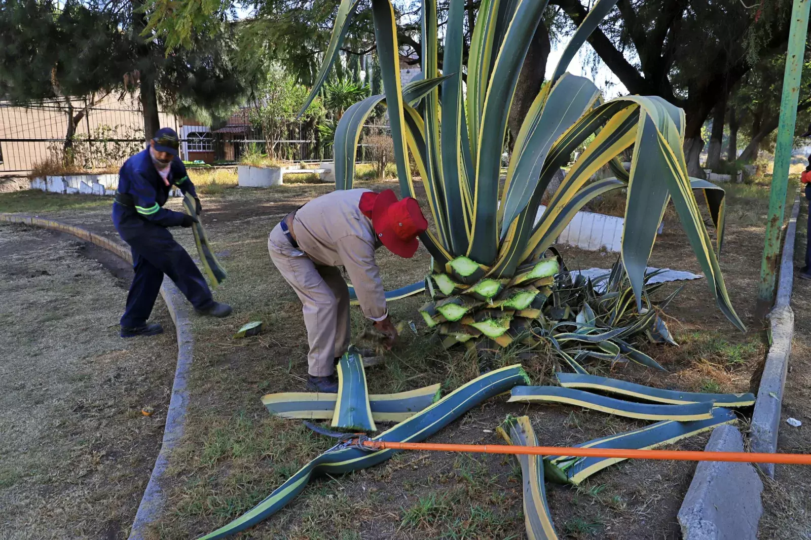 Con el objetivo de mejorar las condiciones del area verde jpg