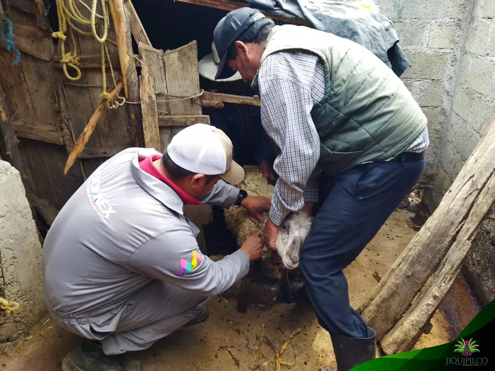 Desde hace tiempo la campana de vacunacion para ganado bovino jpg