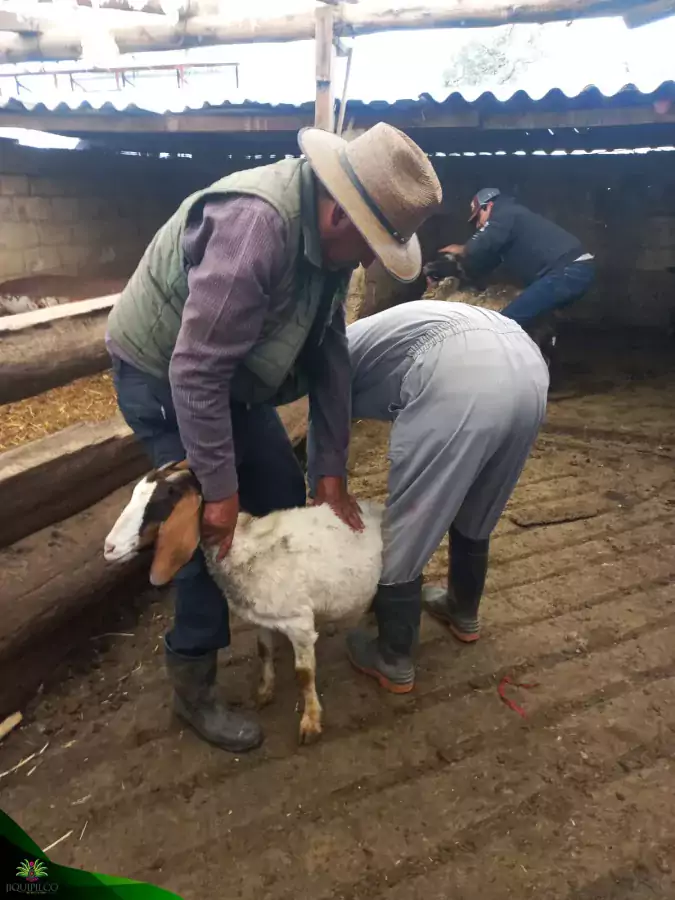 Desde principio de ano la campana para vacunacion de ganado jpg