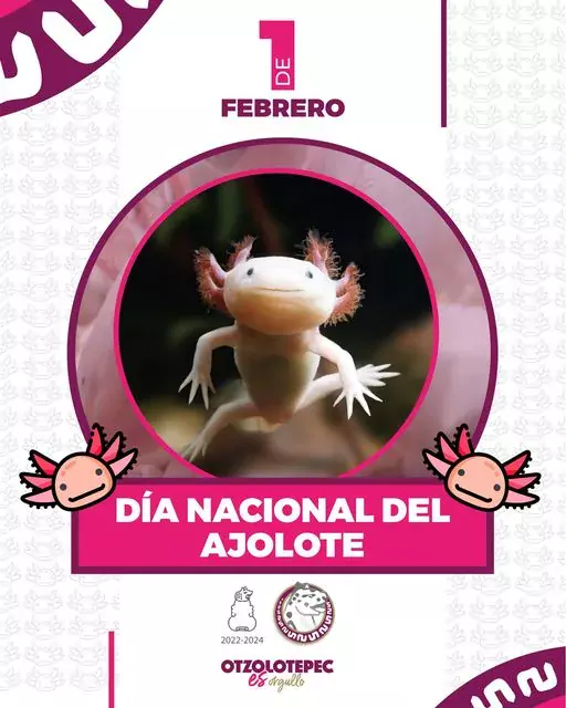 Este 1 de febrero conmemoramos el Dia Nacional del Ajolote jpg