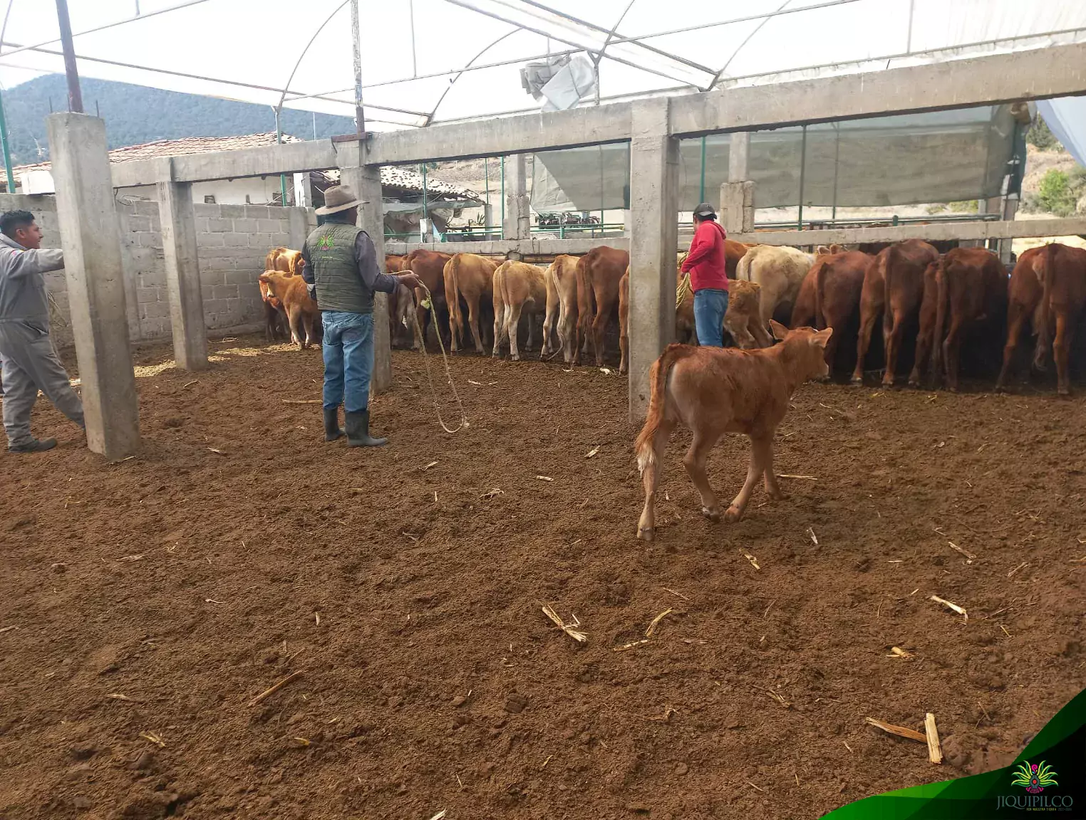 La campana de vacunacion para ganado bovino ovino y caprino jpg