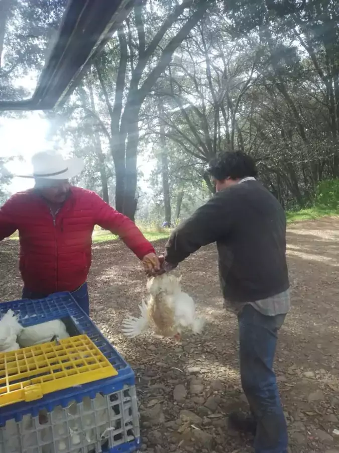 La direccion de desarrollo agropecuario realizo la entrega de pollos jpg