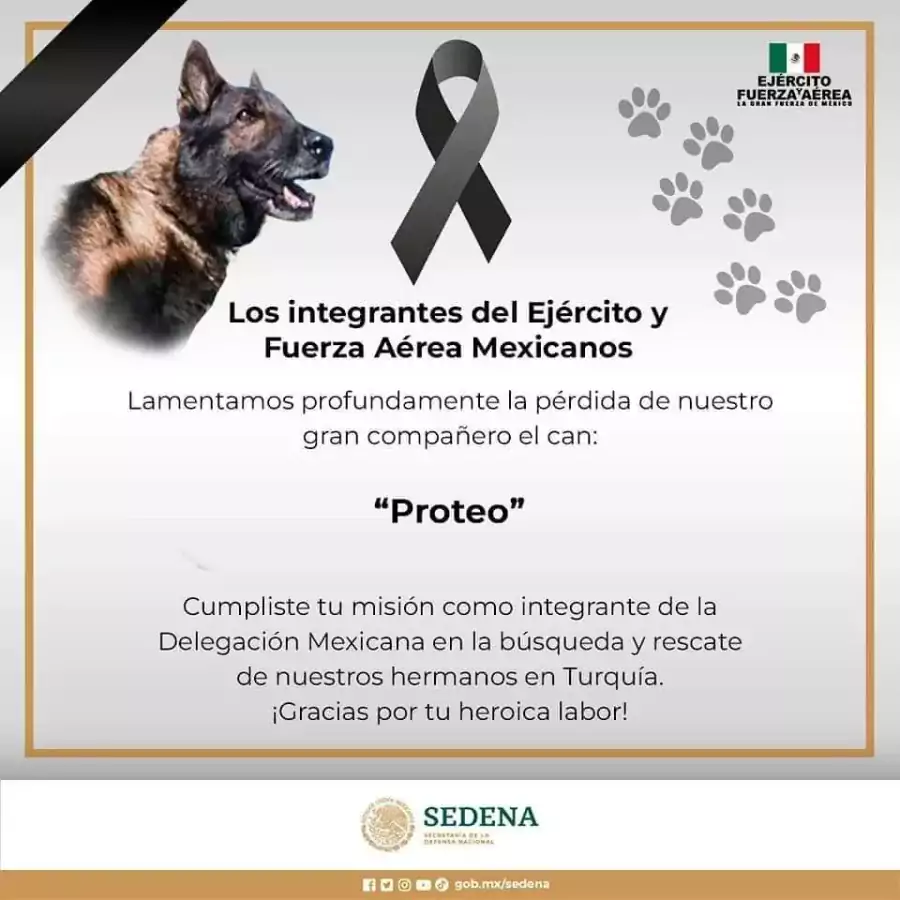 Murio Proteo perrito rescatista de la Sedena que fue a jpg