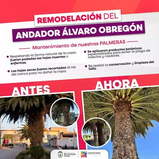 Nuestras emblematicas palmeras del andador Alvaro Obregon recibieron mantenimien jpg