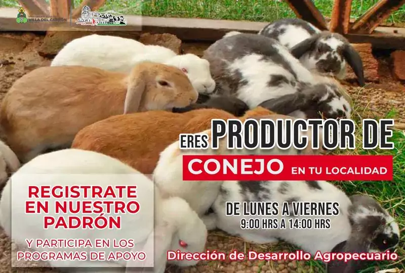 Si eres productor de conejo aprovecha los beneficios que la jpg