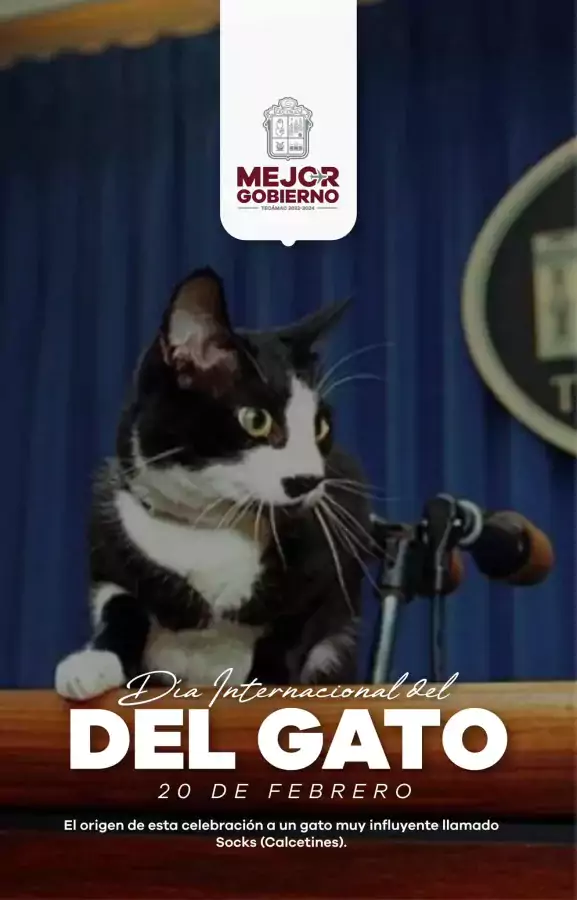 Si no tienes gato y te gustaria tener uno lo jpg