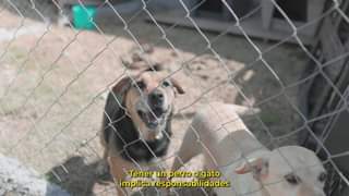 Su bienestar es nuestra responsabilidad DiaMundialDeLaEsterilizacionAnimal