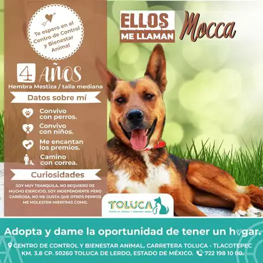 ¡Comparte y ayudanos a encontrarle un hogar a Mocca Nuestro jpg