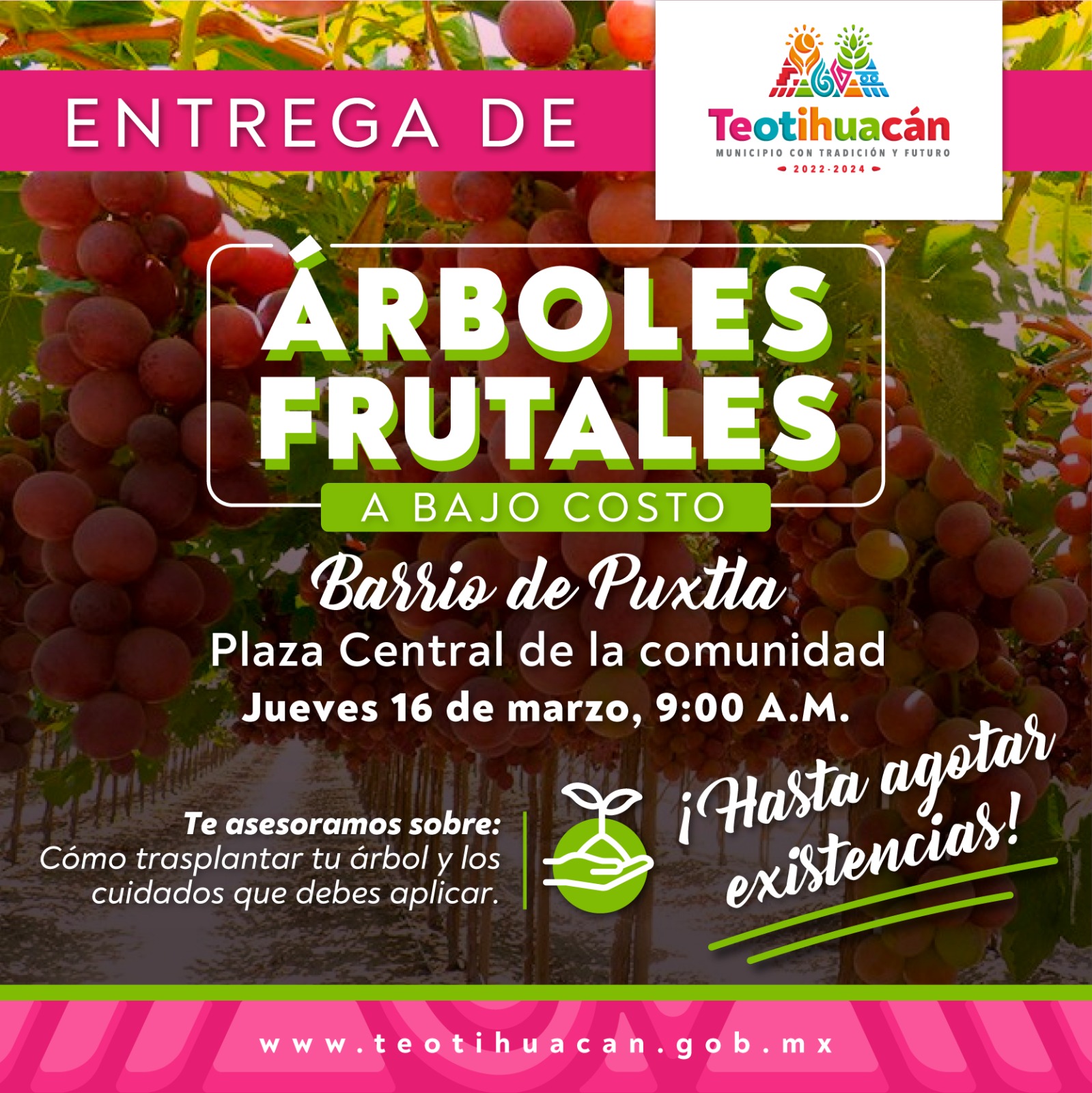 1678206450 959 Entrega de arboles frutales a bajo costo