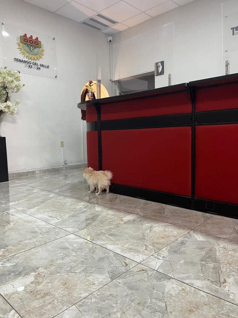 1678382136 Hoy esta cachorrita visito nuestra PresidenciaMunicipal Compartenos una foto d