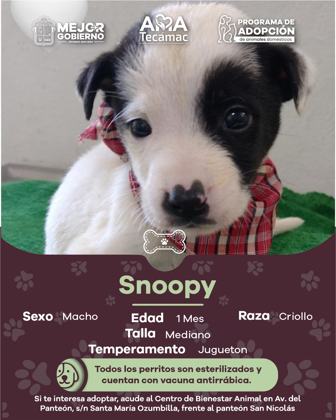 1678396969 93 En Tecamac promovemos la AdopcionResponsable