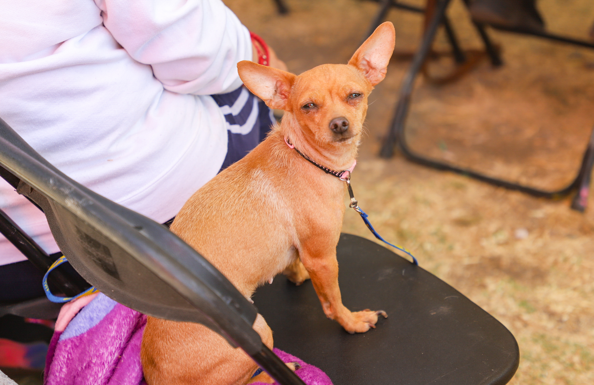 1678398645 452 Se realizo la Jornada de Esterilizacion Canina y Felina en