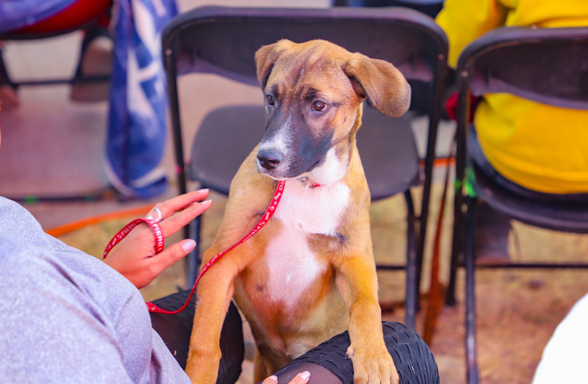 1678398648 183 Se realizo la Jornada de Esterilizacion Canina y Felina en