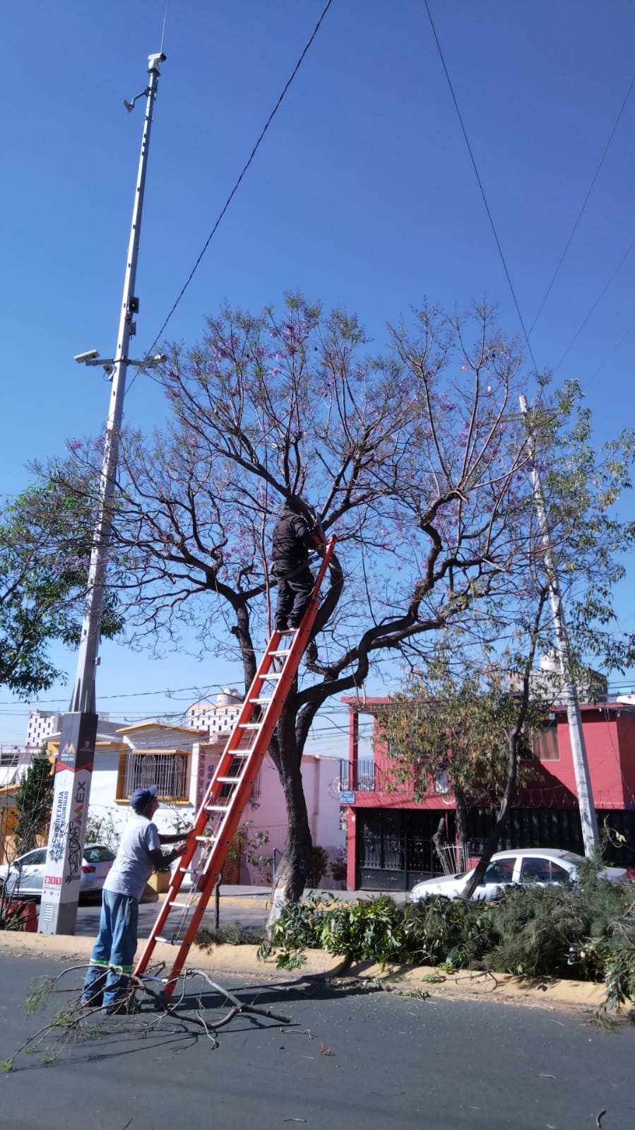 1678740565 165 Servicios Publicos AtizapandeZaragoza realizo la poda de arboles en las