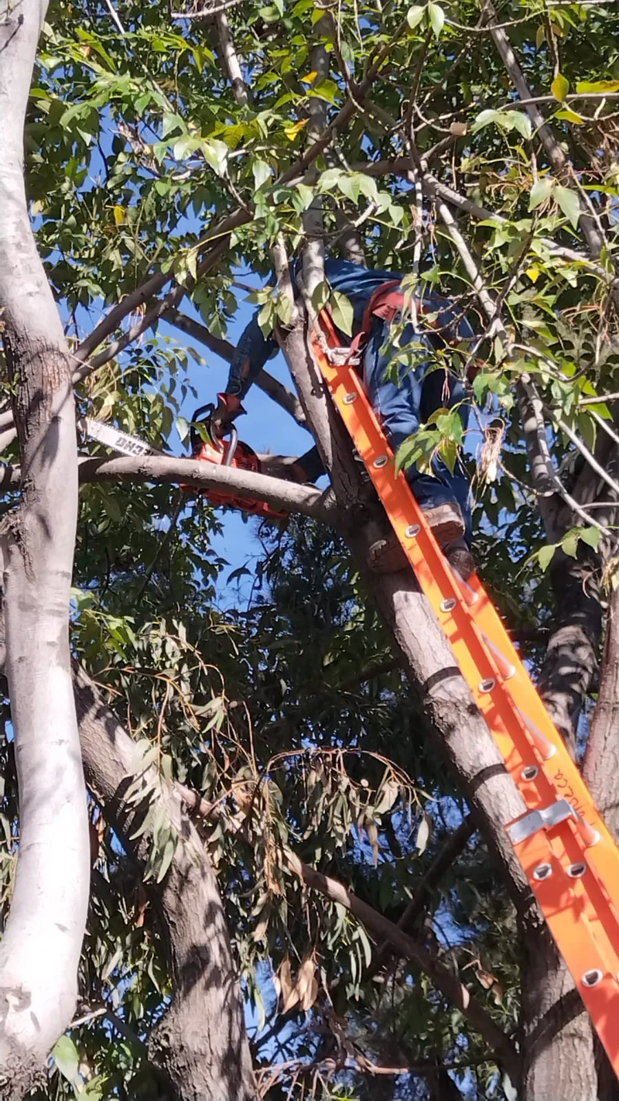 1678740589 Servicios Publicos AtizapandeZaragoza realizo la poda de arboles en las jpg