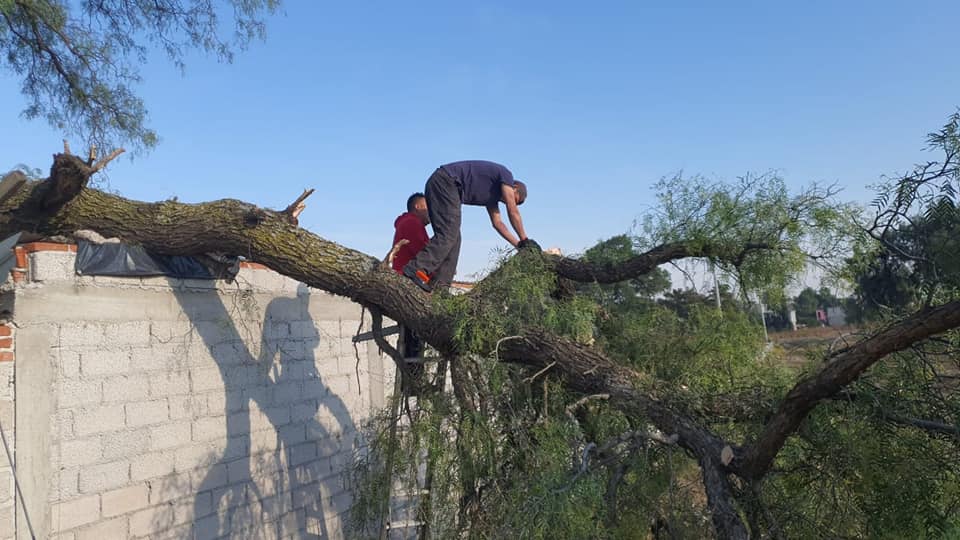 1678822275 896 PROTECCION CIVIL DERRAMA ARBOL QUE REPRESENTABA UN RIESGO PARA VIVIENDA