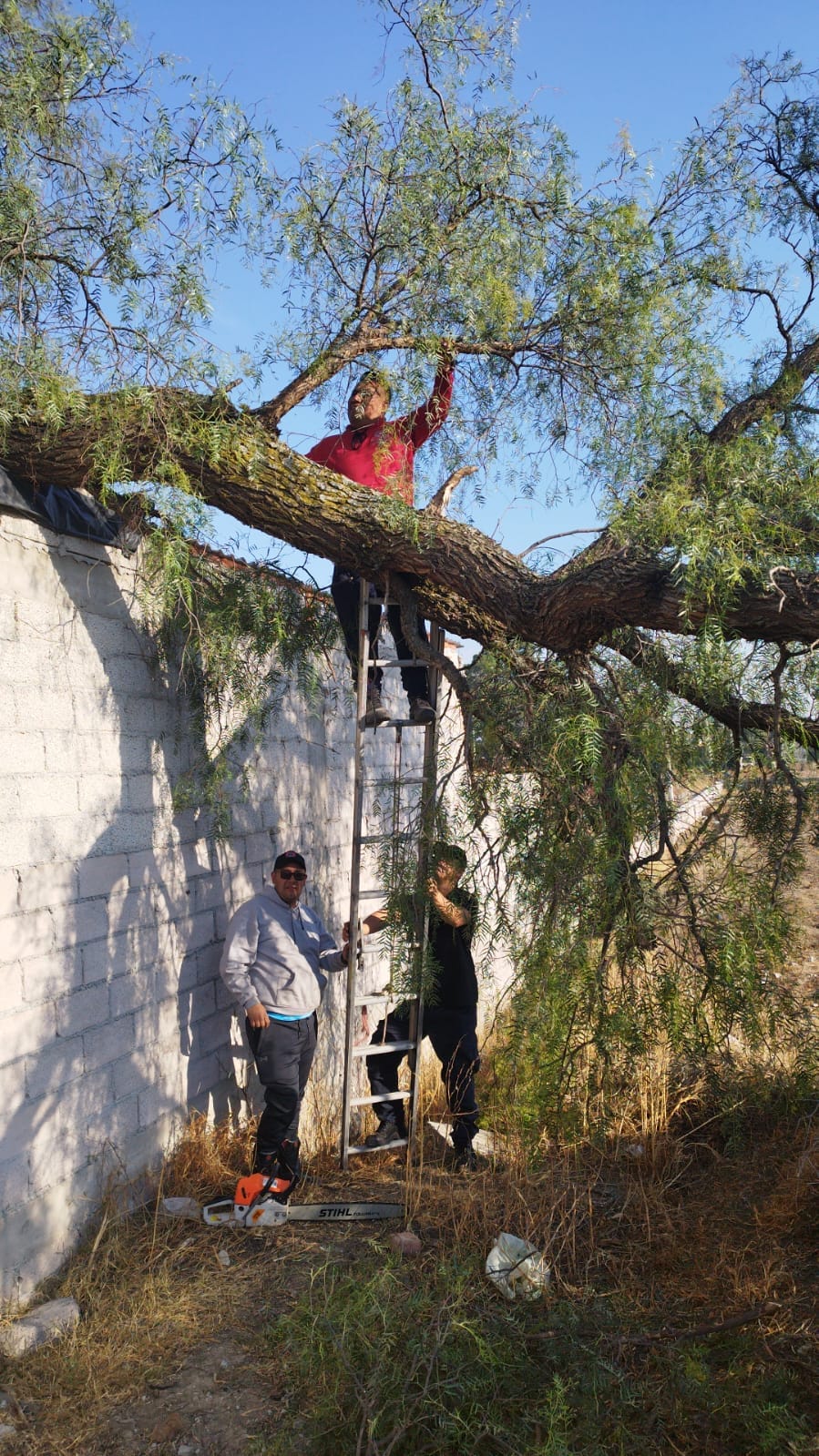 1678822280 933 PROTECCION CIVIL DERRAMA ARBOL QUE REPRESENTABA UN RIESGO PARA VIVIENDA