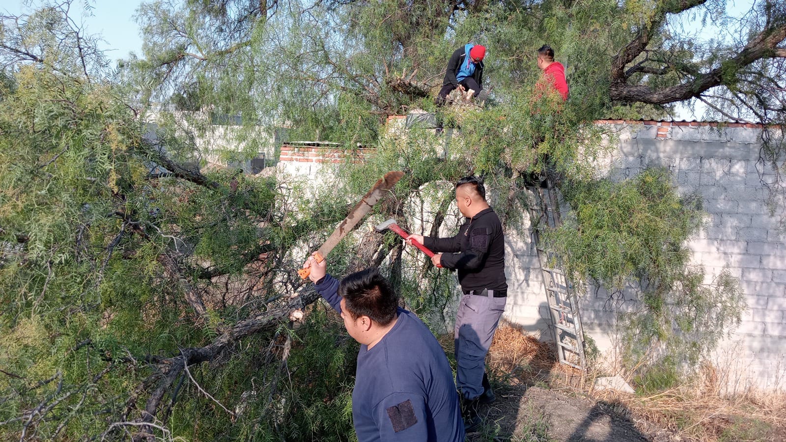 1678822284 671 PROTECCION CIVIL DERRAMA ARBOL QUE REPRESENTABA UN RIESGO PARA VIVIENDA