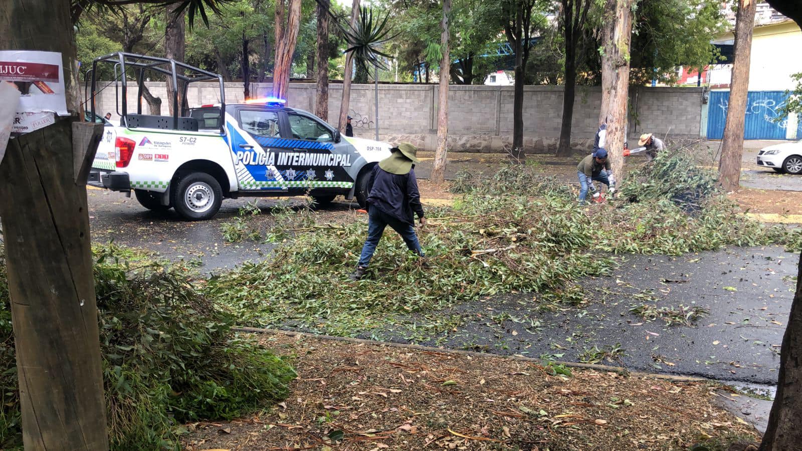 1678837529 254 Debido a fuertes vientos se reporto la caida de arboles