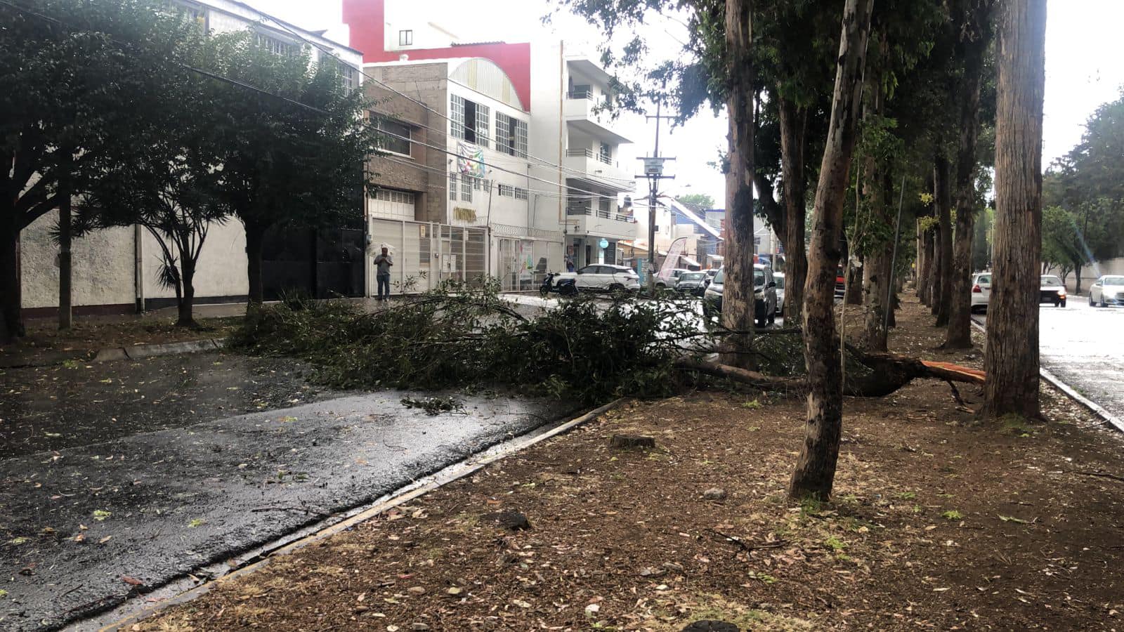 1678837547 Debido a fuertes vientos se reporto la caida de arboles