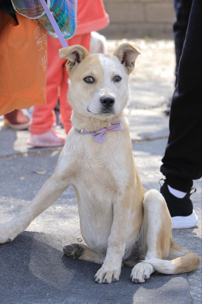 1678969763 267 Asi fue la recepcion de mascotas durante la campana de