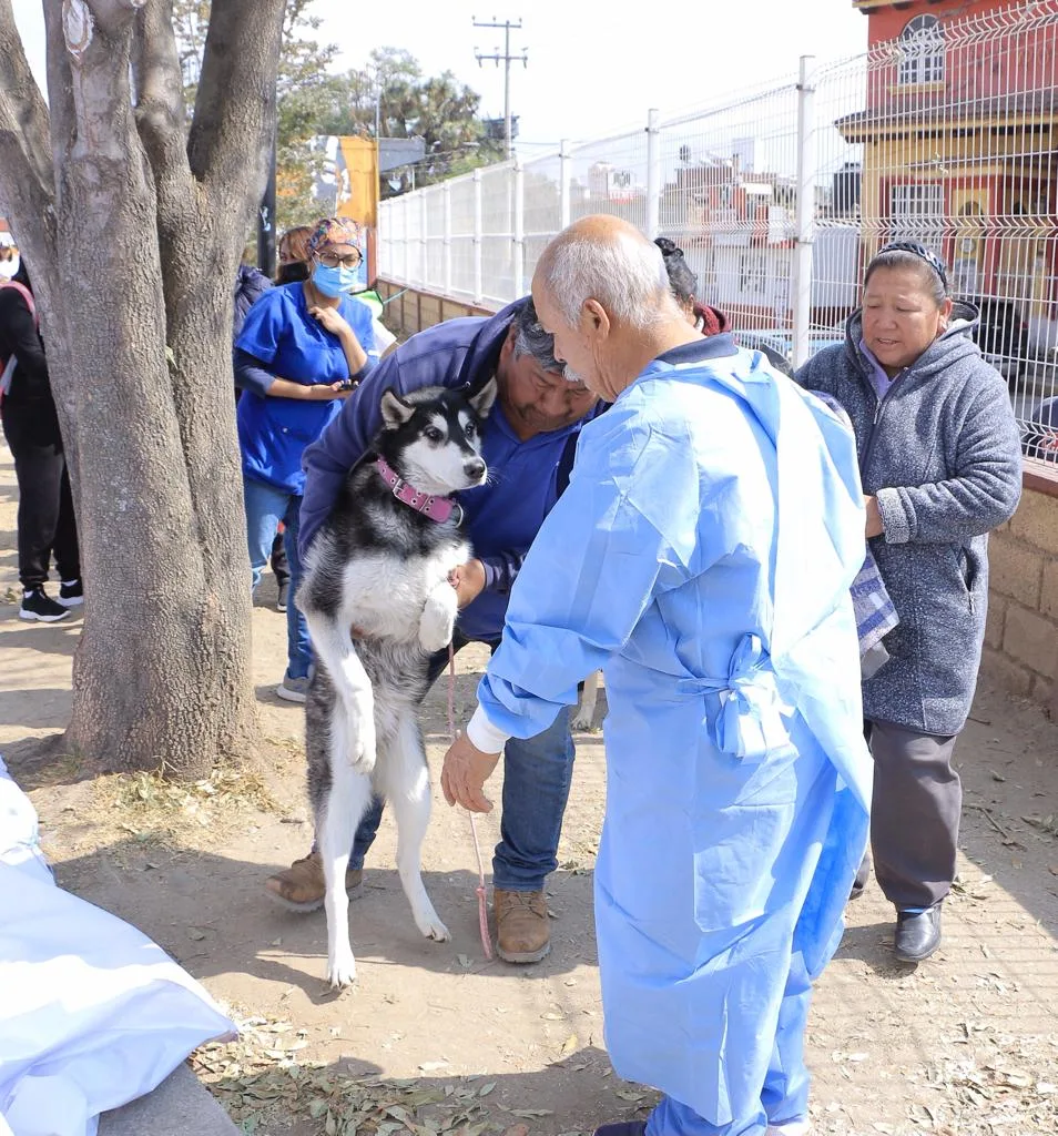 1678969784 Asi fue la recepcion de mascotas durante la campana de jpg