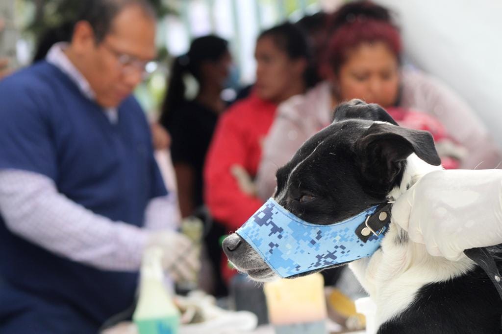 1679074101 815 EN BARRIO FUNDIDORES REALIZAN JORNADA DE ESTERILIZACION CANINA Y FELINA