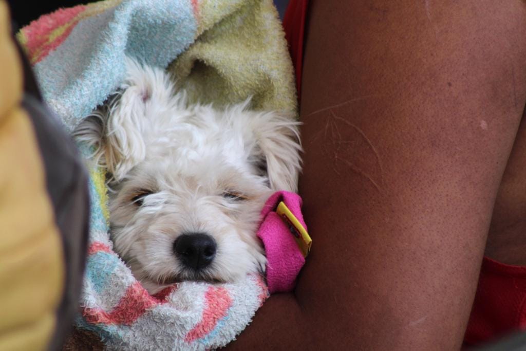 1679074107 853 EN BARRIO FUNDIDORES REALIZAN JORNADA DE ESTERILIZACION CANINA Y FELINA