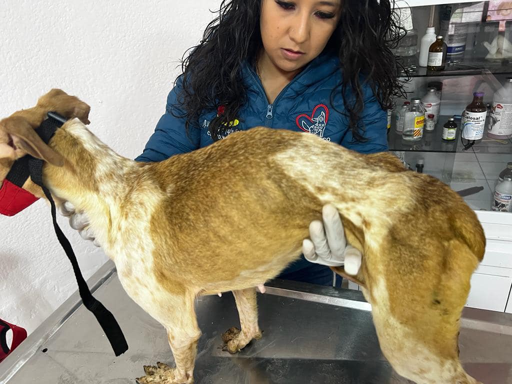 1679349253 190 En atencion a diferentes denuncias realizadas por maltrato animal la