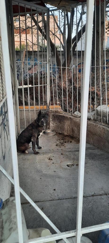 1679349367 En atencion a diferentes denuncias realizadas por maltrato animal la