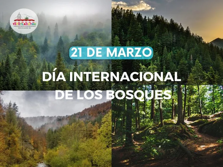 1679429255 Los bosques son fundamentales para combatir el cambio climatico por jpg