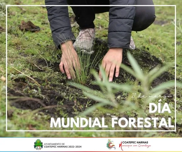 1679435926 El DiaMundialForestal destaca la importancia de los recursos forestales la jpg