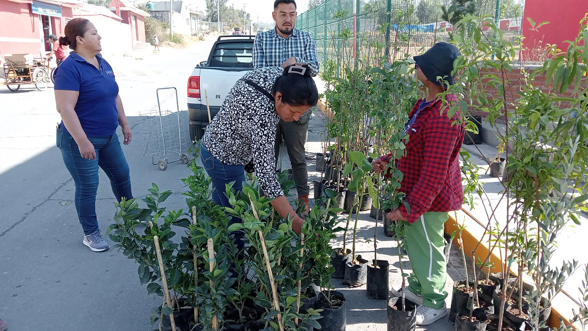 1680100403 Finalizamos la entrega de arboles frutales a bajo costo en jpg