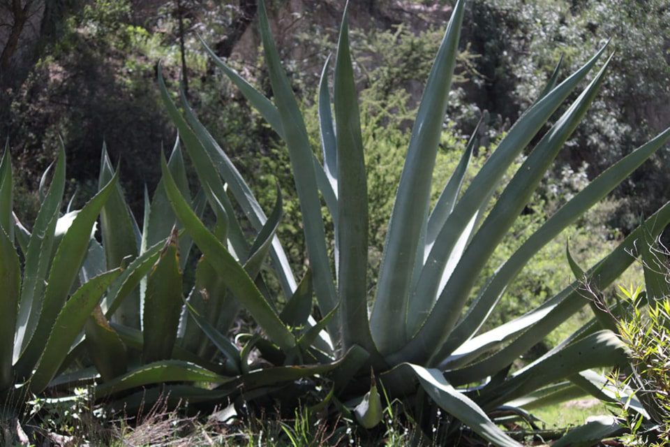 1680192976 997 Flora de Zumpango El paisaje es predominantemente arido y prevalece