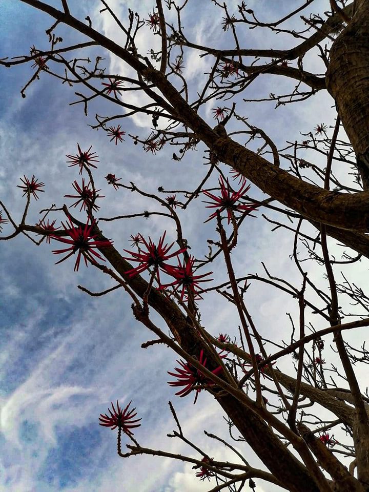 1680192982 764 Flora de Zumpango El paisaje es predominantemente arido y prevalece