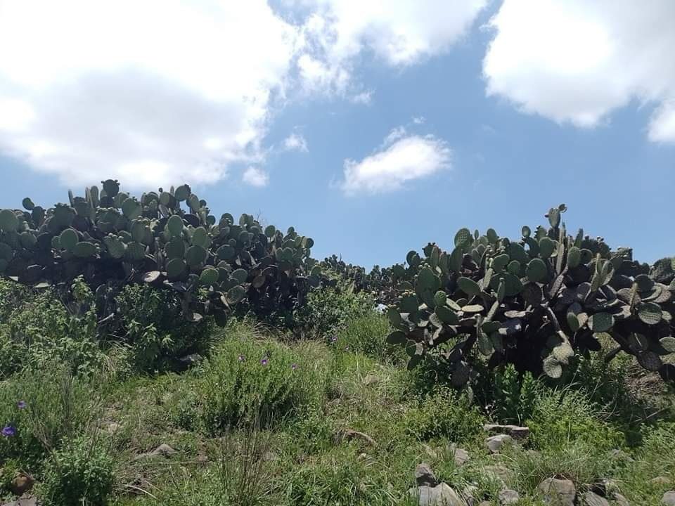 1680192991 708 Flora de Zumpango El paisaje es predominantemente arido y prevalece