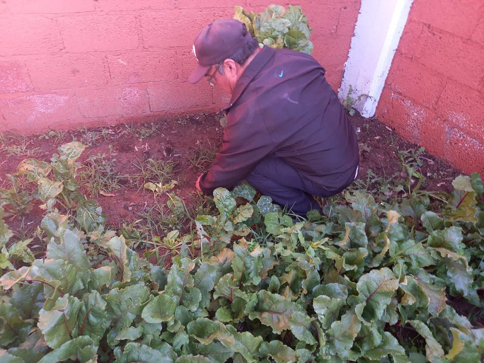 1680212420 125 El Ayuntamiento de Texcoco cosecha el huerto escolar de la