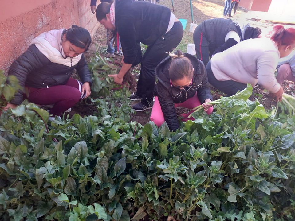 1680212424 265 El Ayuntamiento de Texcoco cosecha el huerto escolar de la