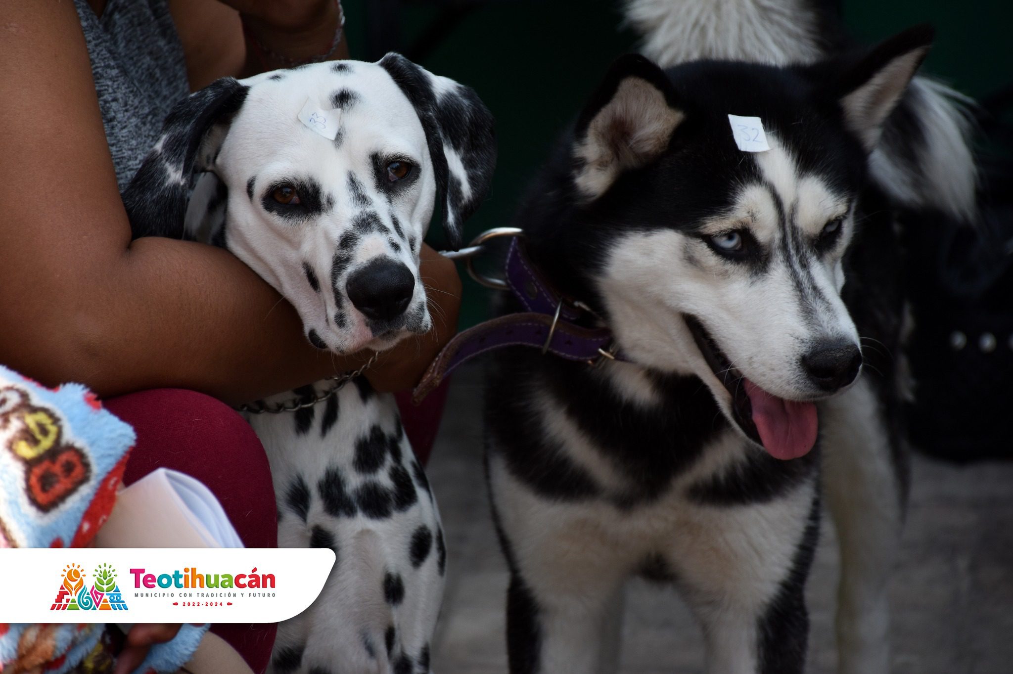 1680295828 982 Dimos por finalizada la jornada de esterilizacion gratuita en la