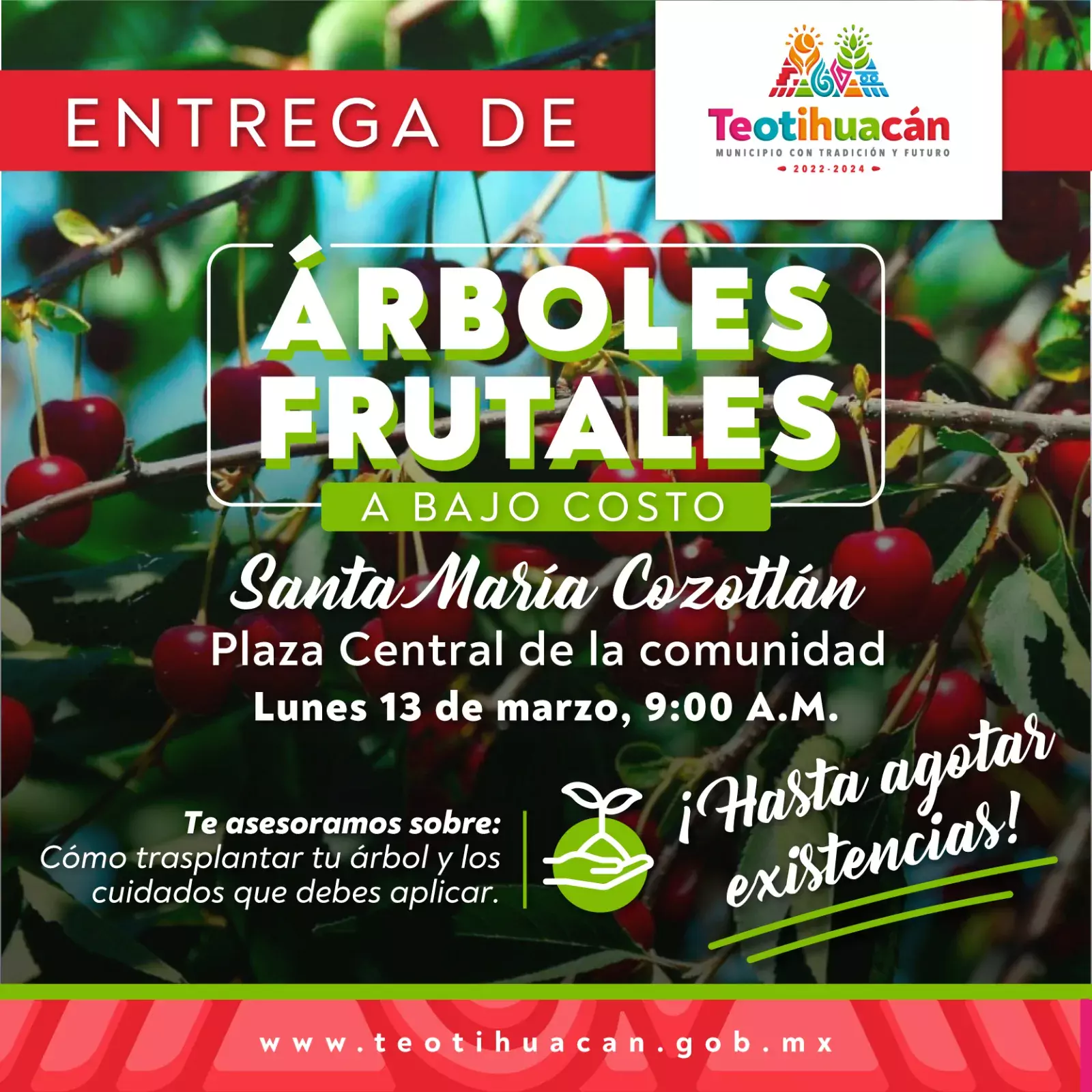 Entrega de arboles frutales a bajo costo jpg