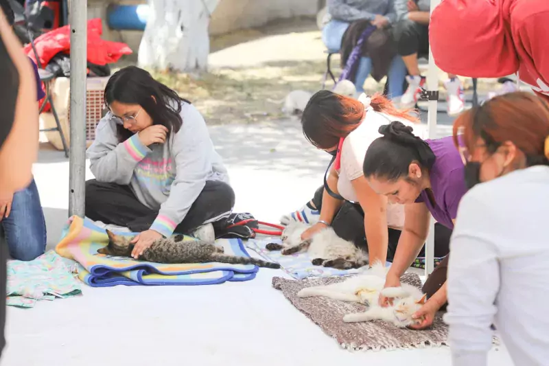 Se realizo la Jornada de Esterilizacion Canina y Felina en jpg