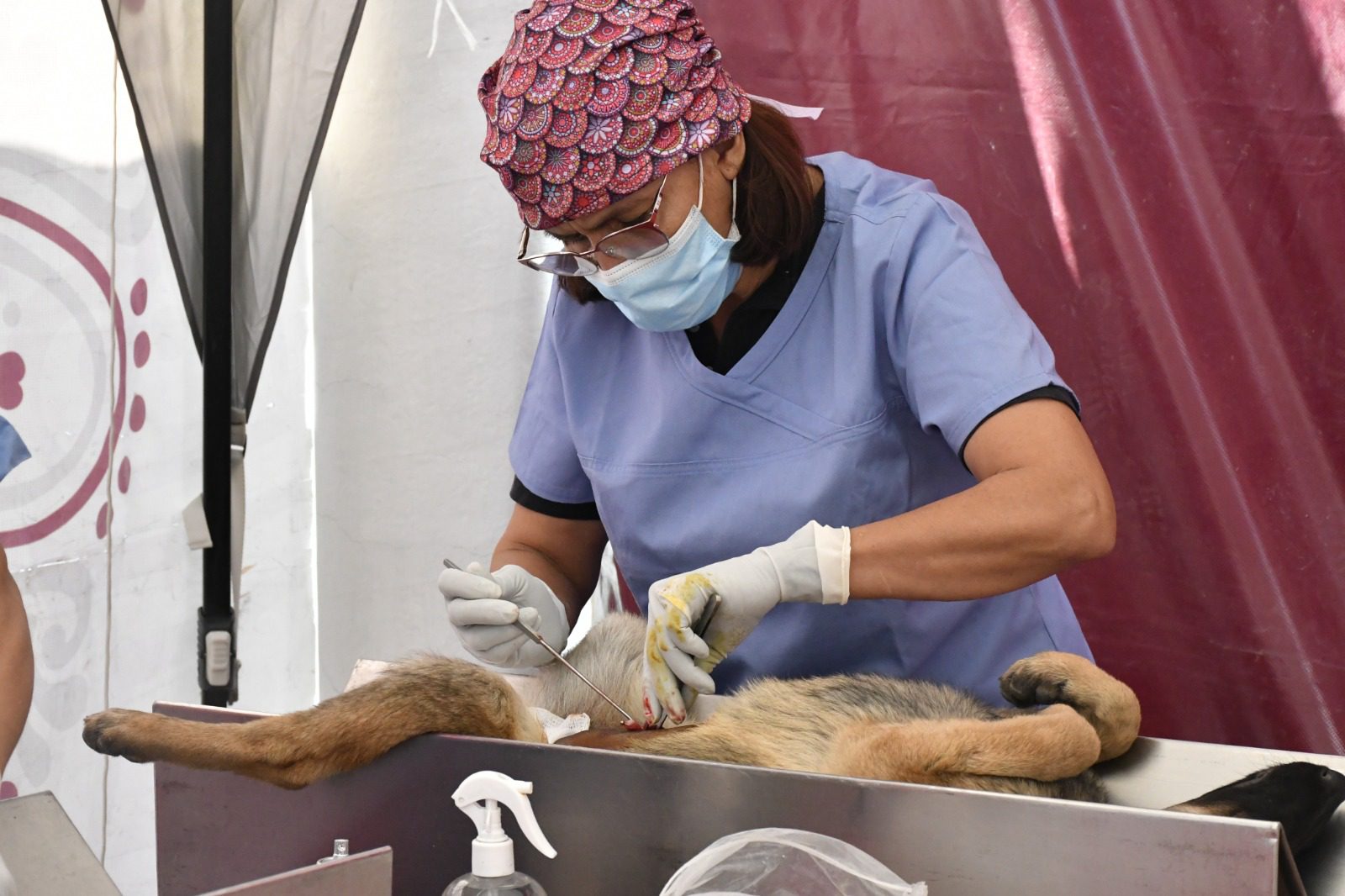 1680544411 863 El proximo 12 de abril se realizaran esterilizaciones caninas y