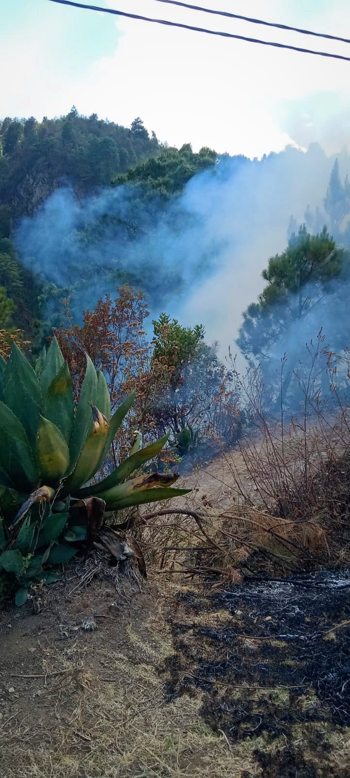 1680824299 131 En este momento se combate un incendio forestal en la