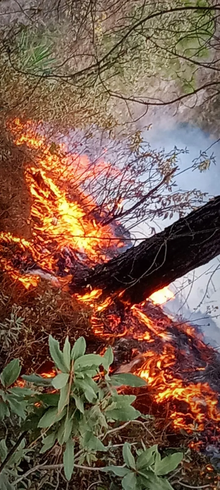 1680824352 En este momento se combate un incendio forestal en la jpg