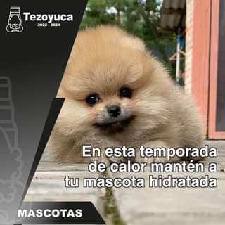 1680967487 Las mascotas son parte de la familia