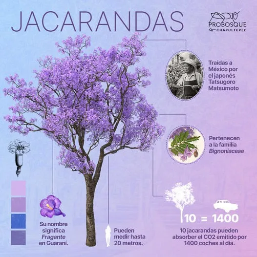 1681252492 La jacaranda es originaria de Brasil aunque posteriormente llego a jpg