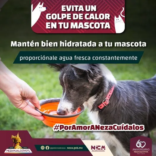 1681318847 DuenoResponsable Evita un golpe de calor en tu mascota jpg