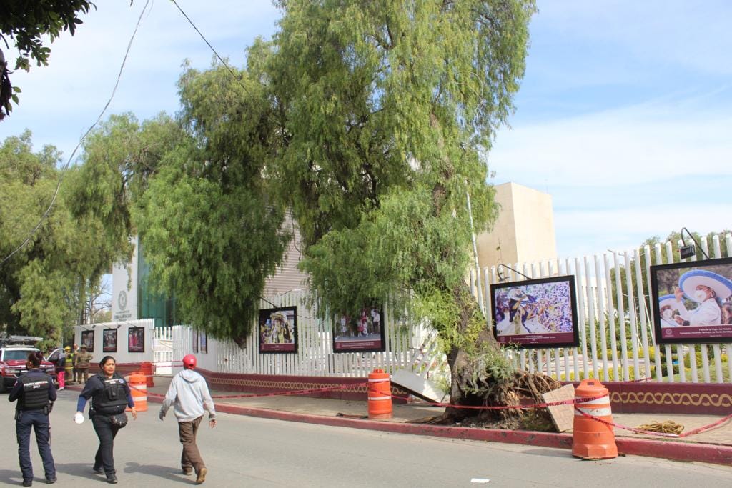 1681421299 32 RETIRO DE ARBOL COLAPSADO FRENTE A PLAZA DE LA IDENTIDAD